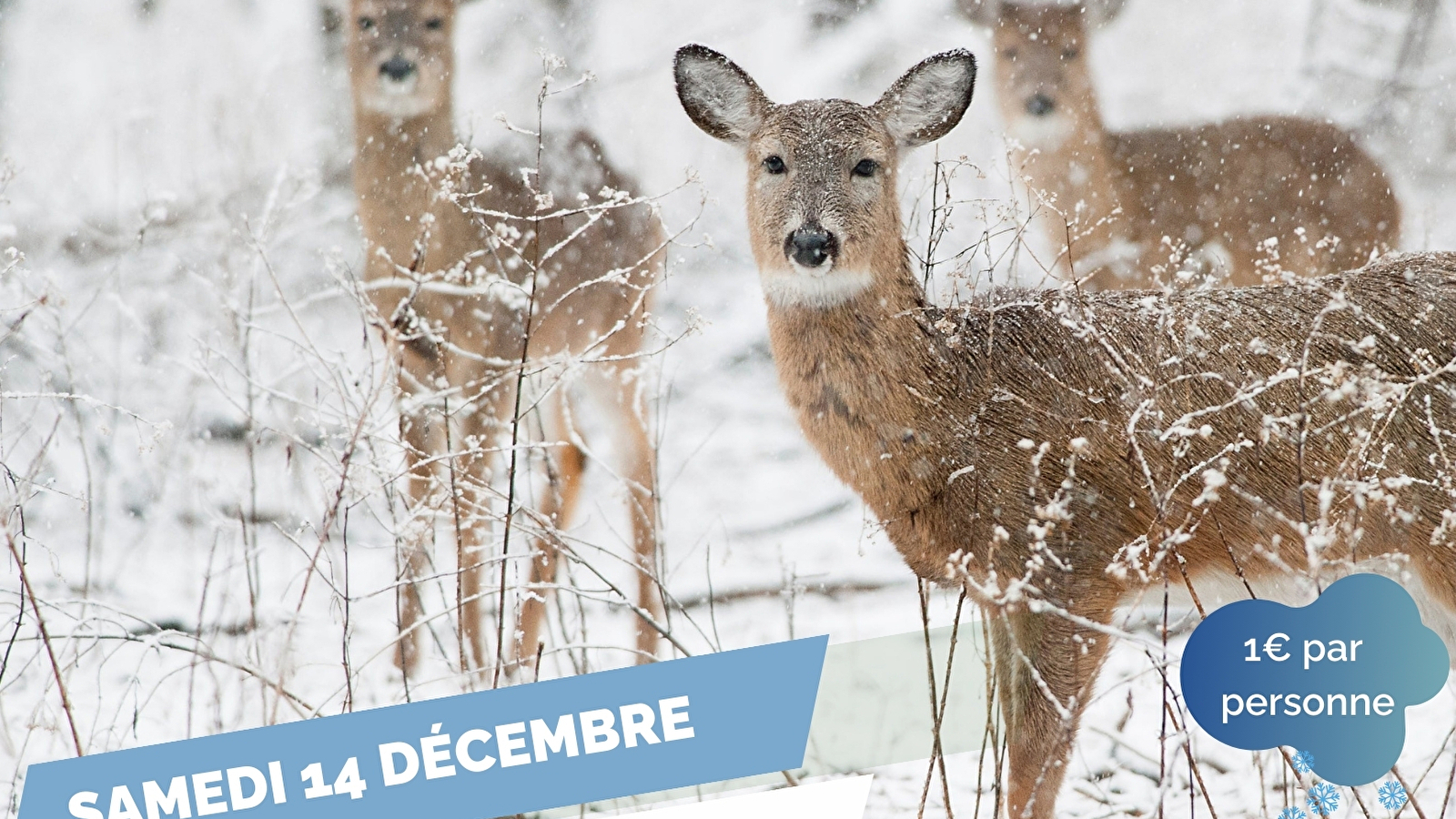 Balade découverte - Sur les traces de la faune en hiver